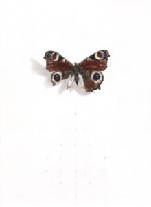 Alexandra Kontriner, PeacockButterfly, 2014, watercolorandpencilonhandmadepaper, 53 x 38 cm, CourtesyGalerieHeikeCurtze (3)