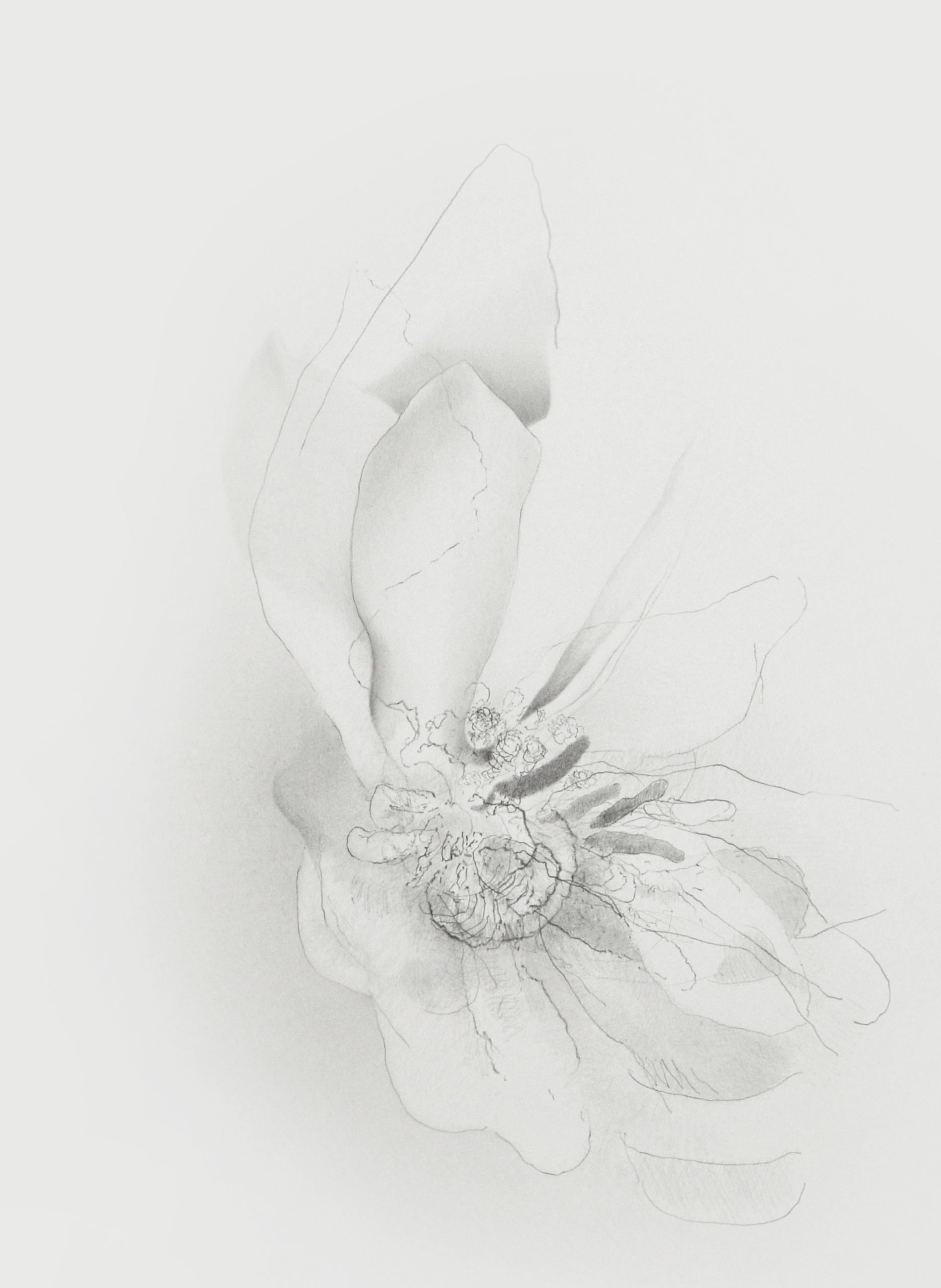 ErichGruber, Aufbruch, 2018, pencilonpaper, 52x38cm, GalerieHeikeCurtze (4)