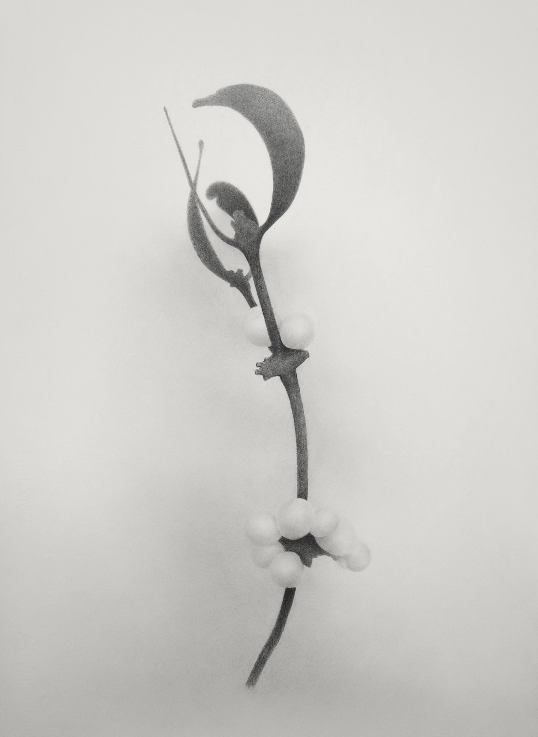 ErichGruber, Mutant, 2018, pencilonpaper, 52x38cm, GalerieHeikeCurtze (1)