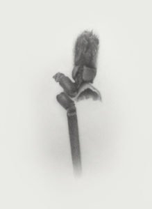 ErichGruber, Palmkarzer, 2018, pencilonpaper, 52x38cm, GalerieHeikeCurtze (2)