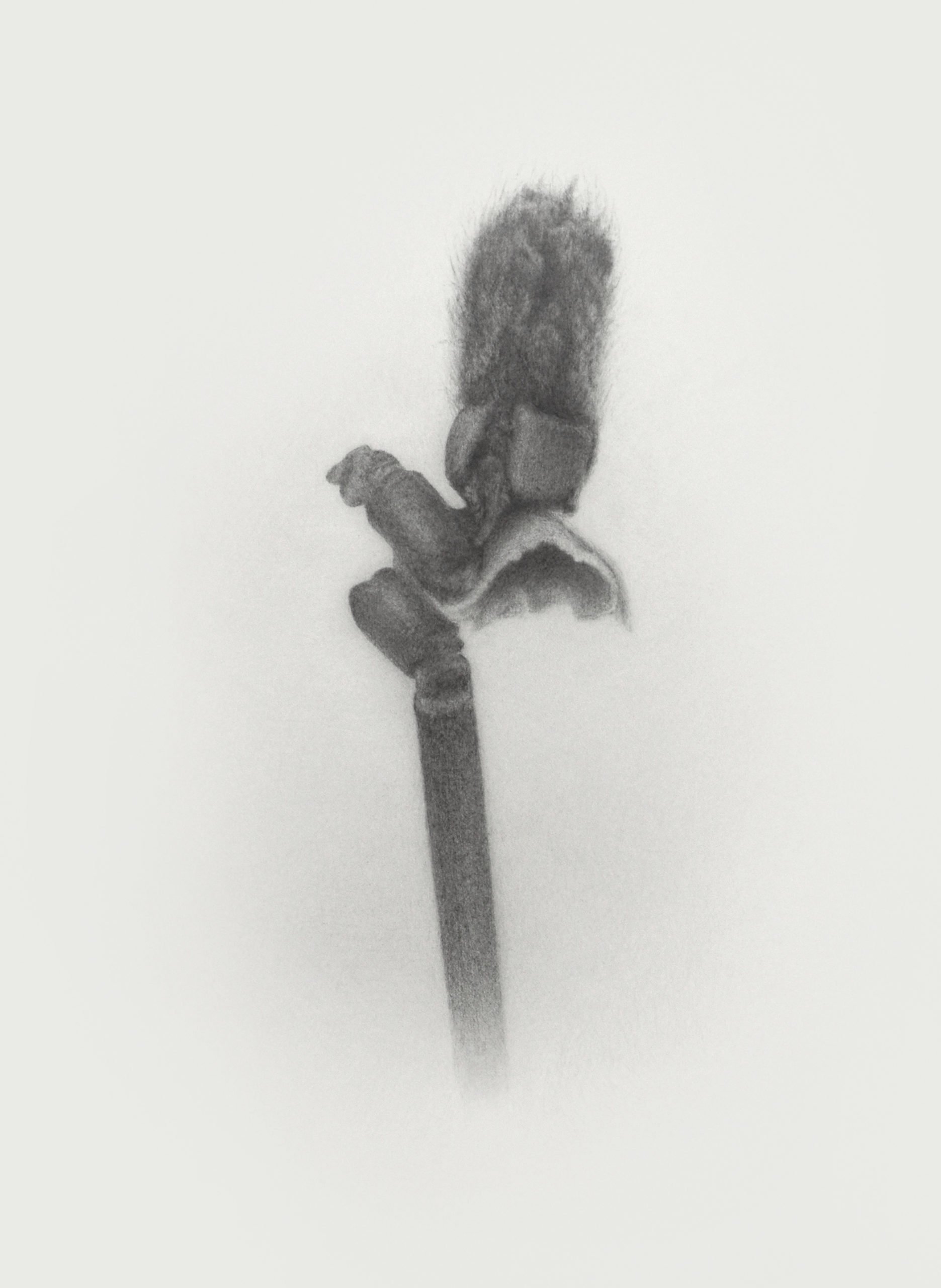 ErichGruber, Palmkarzer, 2018, pencilonpaper, 52x38cm, GalerieHeikeCurtze (2)