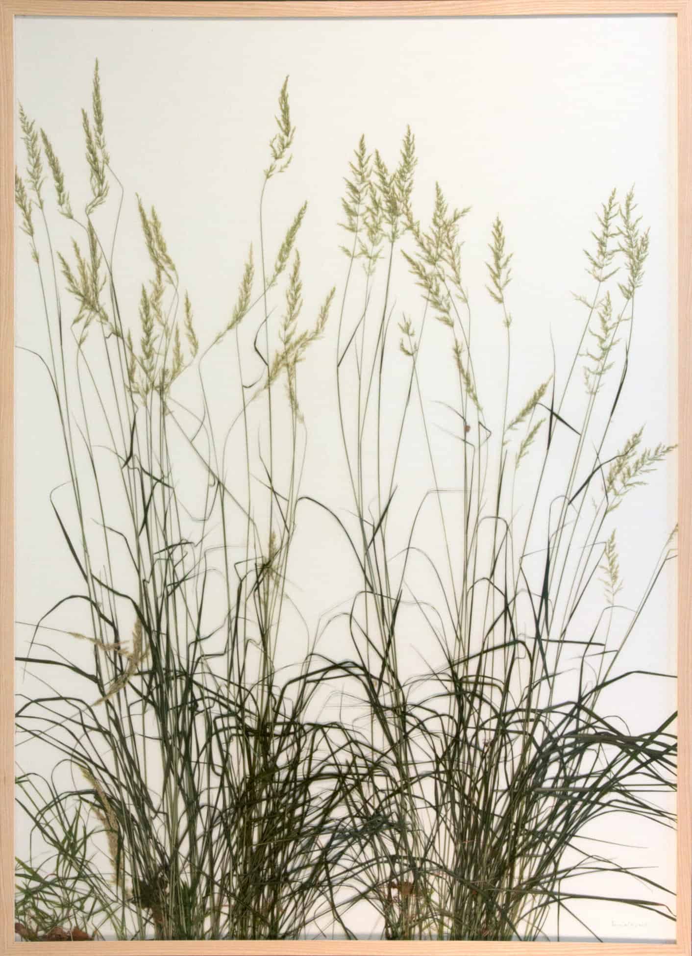 Rasenstück, coll.böhl, plantes sur papier,143 x 103 cm, Courtesy Galerie Aline Vidal