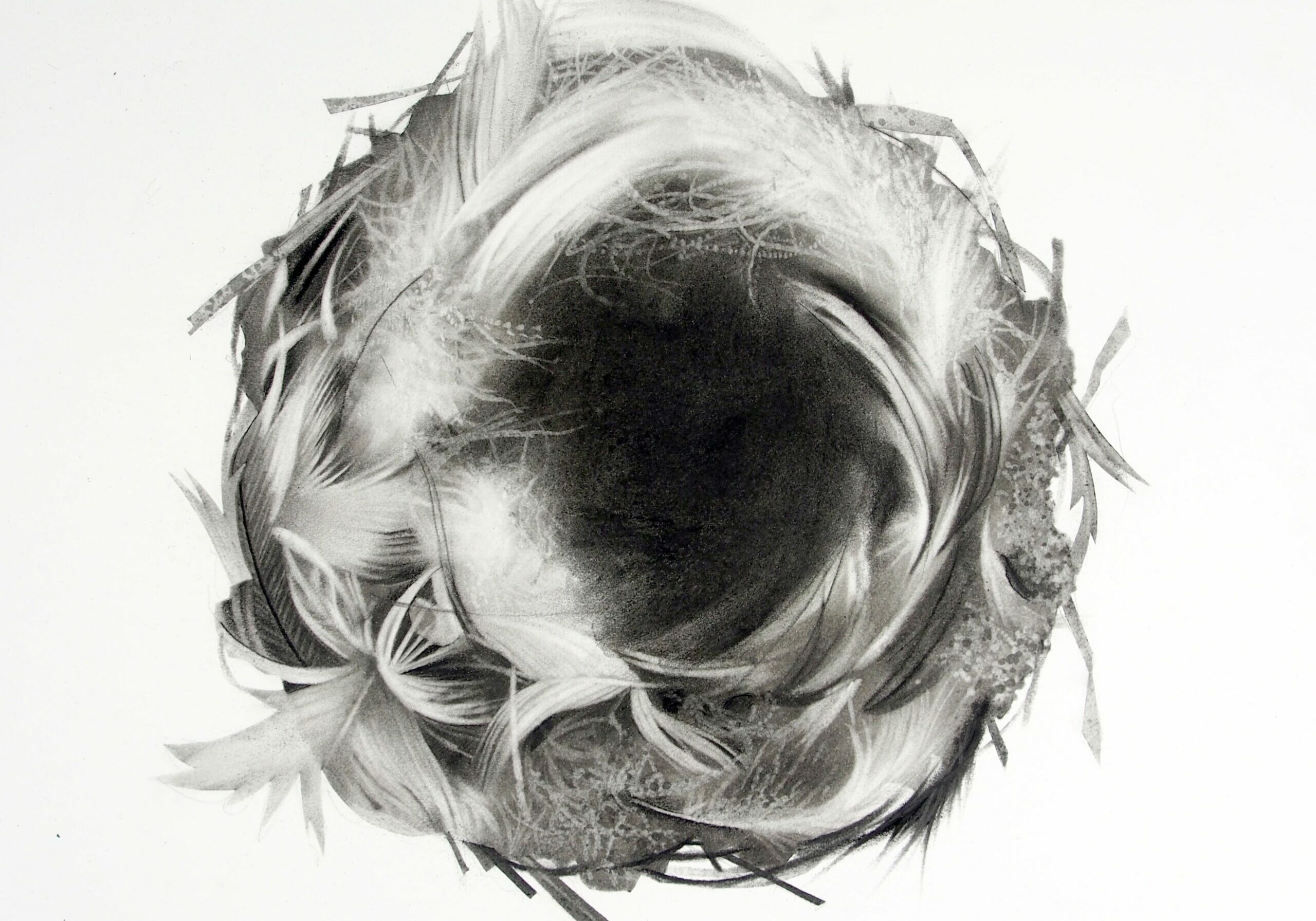 Jonathan Delafield Cook Nest II 2022 charcoal on paper 40 x 40 cm